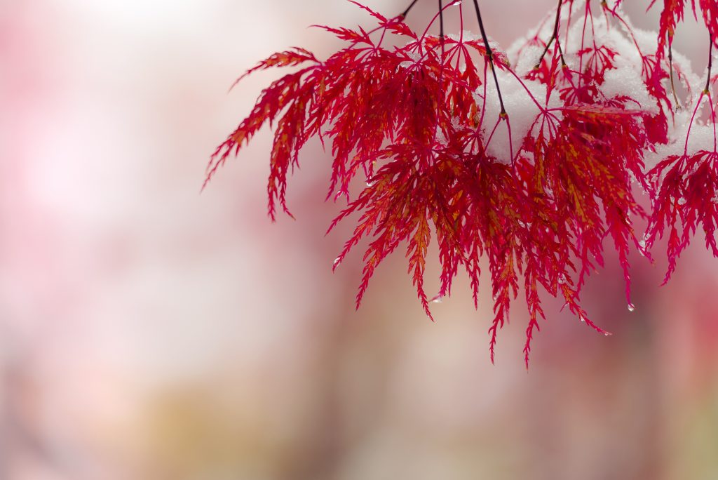 紅葉と雪景色