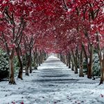 紅葉と雪景色